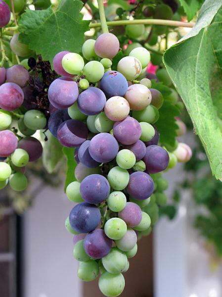 africangrapes.jpg